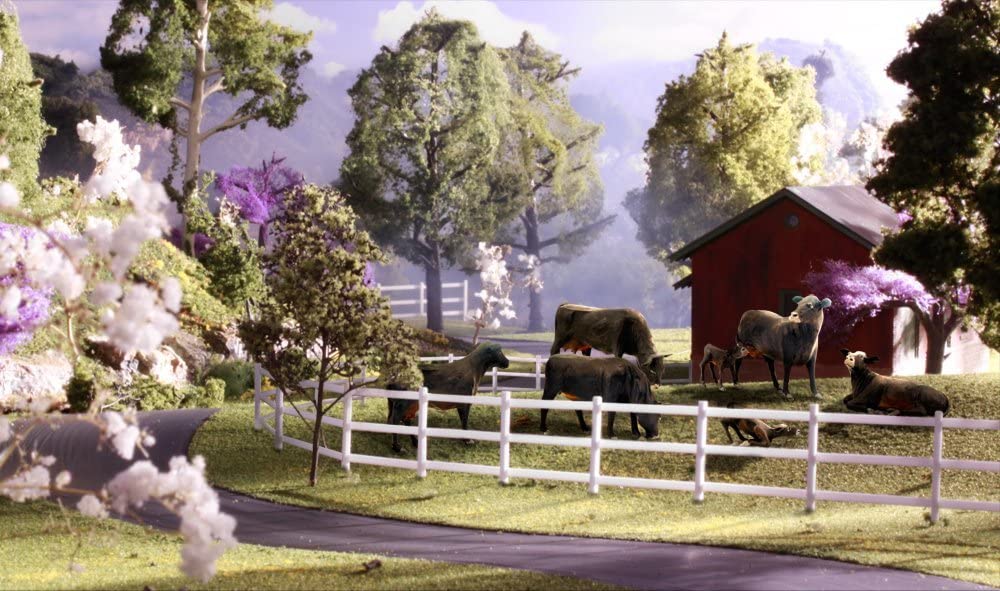 HO Black Angus Cows