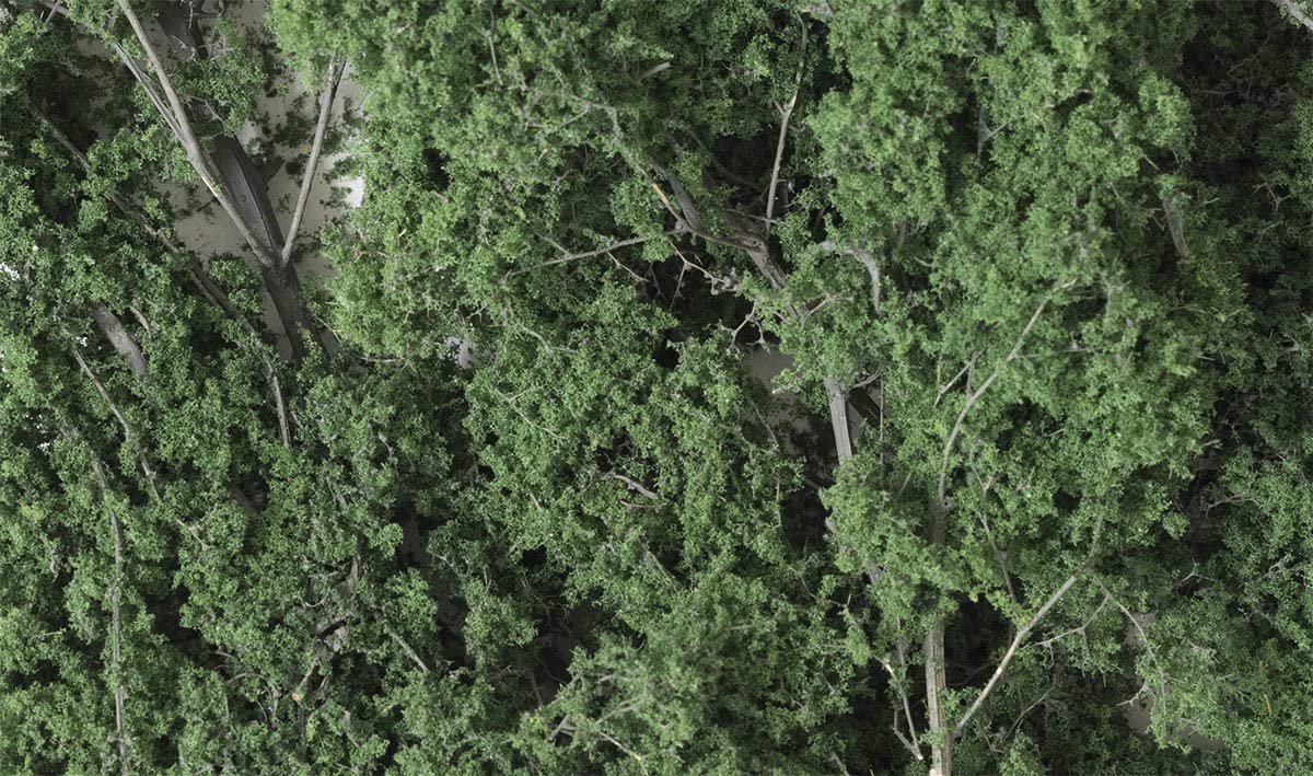 FINE Leaf Foliage Dark Green
